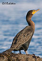 Phalacrocorax auritus